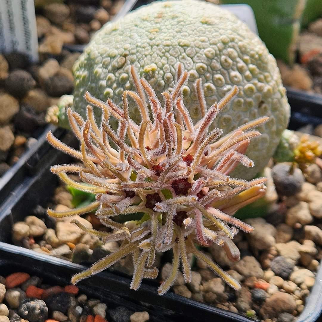 PSEUDOLITHOS